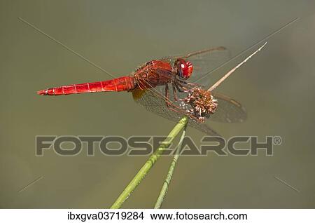 "Scarlet Dragonfly (Crocothemis erythraea), male, Canton of Geneva, Switzerland, Europe" View Large Photo Image Picture - "Scarlet Dragonfly (Crocothemis erythraea), male, Canton of Geneva, Switzerland, Europe". Fotosearch