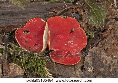 "Scarlet Elf Cup (Sarcoscypha coccinea), fruit bodies, Lauterach, Wolfstal, Schwabische Alb, Baden-Wurttemberg, Germany, Europe" View Large Photo Image Picture - "Scarlet Elf Cup (Sarcoscypha coccinea), fruit bodies, Lauterach, Wolfstal, Schwabische Alb, Baden-Wurttemberg, Germany, Europe". Fotosearch