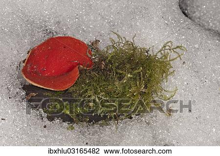 "Scarlet Elf Cup (Sarcoscypha coccinea), fruit body amidst snow, Lauterach, Wolfstal, Schwabische Alb, Baden-Wurttemberg, Germany, Europe" View Large Photo Image Stock Image - "Scarlet Elf Cup (Sarcoscypha coccinea), fruit body amidst snow, Lauterach, Wolfstal, Schwabische Alb, Baden-Wurttemberg, Germany, Europe". Fotosearch