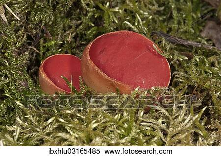 "Scarlet Elf Cup (Sarcoscypha coccinea), fruit bodies amidst moss, Lauterach, Wolfstal, Schwabische Alb, Baden-Wurttemberg, Germany, Europe" View Large Photo Image Stock Photography - "Scarlet Elf Cup (Sarcoscypha coccinea), fruit bodies amidst moss, Lauterach, Wolfstal, Schwabische Alb, Baden-Wurttemberg, Germany, Europe". Fotosearch