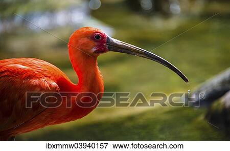 Stock Photo - "Scarlet Ibis (Eudocimus ruber), animal portrait". Fotosearch
