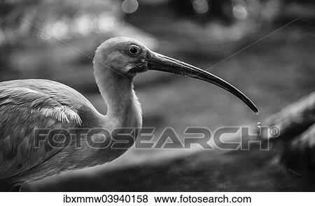 "Scarlet Ibis (Eudocimus ruber), animal portrait, black and white" View Large Photo Image Stock Photo - "Scarlet Ibis (Eudocimus ruber), animal portrait, black and white". Fotosearch