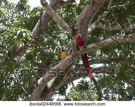 "Scarlet Macaw (Ara macao) and a Blue-and-Yellow Macaw or Blue-and-Gold Macaw (Ara ararauna) perched on a tree, Carara National Park, Costa Rica, Central America, North America" View Large Photo Image Stock Photograph - "Scarlet Macaw (Ara macao) and a Blue-and-Yellow Macaw or Blue-and-Gold Macaw (Ara ararauna) perched on a tree, Carara National Park, Costa Rica, Central America, North America". Fotosearch