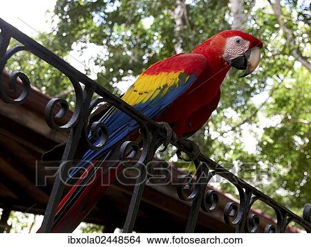 "Scarlet Macaw (Ara macao) perched on a rail, Carara National Park, Costa Rica, Central America, North America" View Large Photo Image Picture - "Scarlet Macaw (Ara macao) perched on a rail, Carara National Park, Costa Rica, Central America, North America". Fotosearch