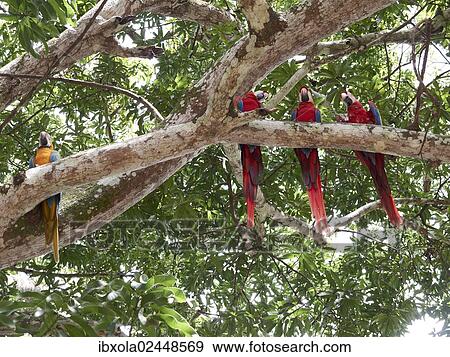 "Scarlet Macaws (Ara macao) and a Blue-and-Yellow Macaw or Blue-and-Gold Macaw (Ara ararauna) perched on a tree, Carara National Park, Costa Rica, Central America, North America" View Large Photo Image Stock Photo - "Scarlet Macaws (Ara macao) and a Blue-and-Yellow Macaw or Blue-and-Gold Macaw (Ara ararauna) perched on a tree, Carara National Park, Costa Rica, Central America, North America". Fotosearch