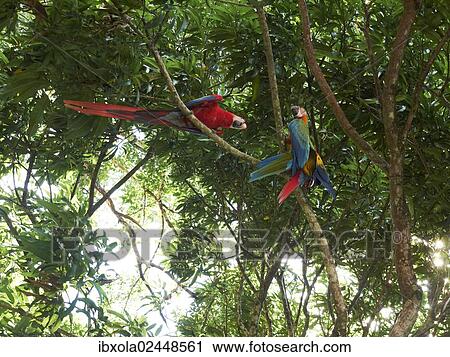 "Scarlet Macaws (Ara macao), perched on a tree, Carara National Park, Costa Rica, Central America, North America" View Large Photo Image Stock Image - "Scarlet Macaws (Ara macao), perched on a tree, Carara National Park, Costa Rica, Central America, North America". Fotosearch