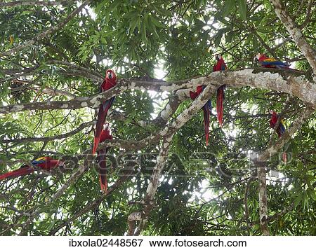 Stock Photo - "Scarlet Macaws (Ara macao), perched on a tree, Carara National Park, Costa Rica, Central America, North America". Fotosearch