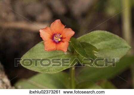 Stock Image - "Scarlet Pimpernel, Red Pimpernel or Red Chickweed (Anagallis arvensis), Untergroeningen, Baden-Wuerttemberg, Germany, Europe". Fotosearch