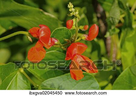 Stock Image - "Scarlet runner bean (Phaseolus coccineus), flower, Europe". Fotosearch