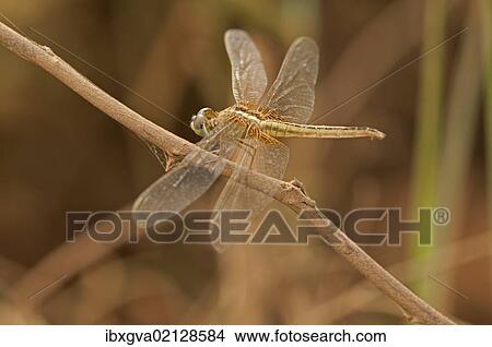 "Scarlet skimmer, crimson darter (Crocothemis servilia), female, Battambang, Cambodia, Southeast Asia, Asia" View Large Photo Image Picture - "Scarlet skimmer, crimson darter (Crocothemis servilia), female, Battambang, Cambodia, Southeast Asia, Asia". Fotosearch