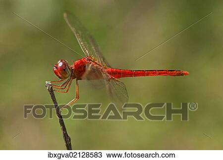 "Scarlet skimmer, crimson darter (Crocothemis servilia), male, Battambang, Cambodia, Southeast Asia, Asia" View Large Photo Image Stock Image - "Scarlet skimmer, crimson darter (Crocothemis servilia), male, Battambang, Cambodia, Southeast Asia, Asia". Fotosearch