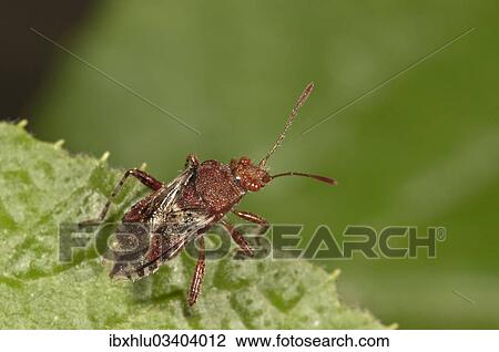 "Scentless Plant Bug (Rhopalus subrufus), Untergroningen, Abtsgmuend, Baden-Wurttemberg, Germany, Europe" View Large Photo Image Stock Image - "Scentless Plant Bug (Rhopalus subrufus), Untergroningen, Abtsgmuend, Baden-Wurttemberg, Germany, Europe". Fotosearch