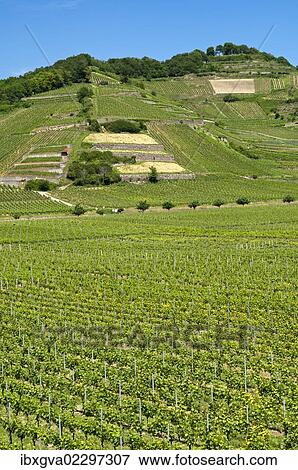 "Schlossberg vineyard, Achkarren, district of Vogtsburg in the Kaiserstuhl range, Baden-Wuerttemberg, Germany, Europe" View Large Photo Image Stock Photo - "Schlossberg vineyard, Achkarren, district of Vogtsburg in the Kaiserstuhl range, Baden-Wuerttemberg, Germany, Europe". Fotosearch
