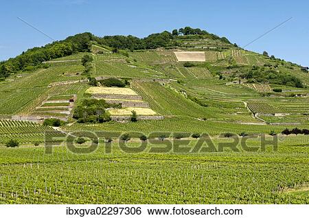 "Schlossberg vineyard, Achkarren, district of Vogtsburg in the Kaiserstuhl range, Baden-Wuerttemberg, Germany, Europe" View Large Photo Image Stock Photograph - "Schlossberg vineyard, Achkarren, district of Vogtsburg in the Kaiserstuhl range, Baden-Wuerttemberg, Germany, Europe". Fotosearch