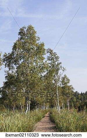 "Schoenramer Moor marsh, Petting, Rupertiwinkel, Upper Bavaria, Bavaria, Germany, Europe" View Large Photo Image Stock Image - "Schoenramer Moor marsh, Petting, Rupertiwinkel, Upper Bavaria, Bavaria, Germany, Europe". Fotosearch