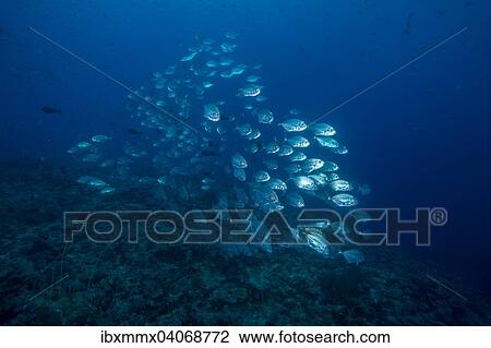 "School of Bigeye Trevallies (Caranx sexfasciatus), Palau, Oceania" View Large Photo Image Stock Image - "School of Bigeye Trevallies (Caranx sexfasciatus), Palau, Oceania". Fotosearch
