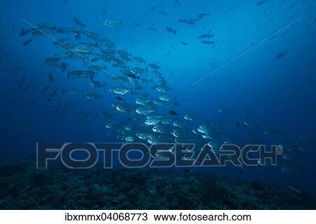"School of Bigeye Trevallies (Caranx sexfasciatus), Palau, Oceania" View Large Photo Image Stock Image - "School of Bigeye Trevallies (Caranx sexfasciatus), Palau, Oceania". Fotosearch