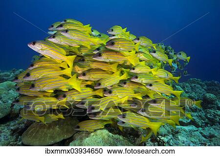 "School of Bluestripe Snappers (Lutjanus kasmira), Palau, Oceania" View Large Photo Image Stock Image - "School of Bluestripe Snappers (Lutjanus kasmira), Palau, Oceania". Fotosearch