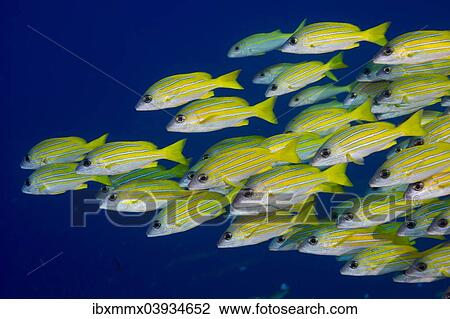 "School of Bluestripe Snappers (Lutjanus kasmira), Palau, Oceania" View Large Photo Image Stock Image - "School of Bluestripe Snappers (Lutjanus kasmira), Palau, Oceania". Fotosearch