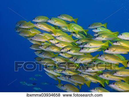 "School of Bluestripe Snappers (Lutjanus kasmira), Palau, Oceania" View Large Photo Image Stock Photo - "School of Bluestripe Snappers (Lutjanus kasmira), Palau, Oceania". Fotosearch