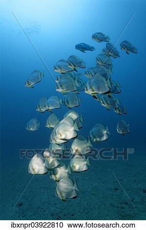 "School of teira batfish (Platax teira), Sabang Beach, Puerto Galera, Mindoro, Philippines, Asia" View Large Photo Image Stock Image - "School of teira batfish (Platax teira), Sabang Beach, Puerto Galera, Mindoro, Philippines, Asia". Fotosearch