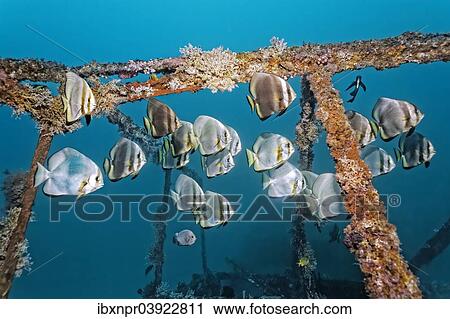 "School of teira batfish (Platax teira) above the Alma Jane wreck, Sabang Beach, Puerto Galera, Mindoro, Philippines, Asia" View Large Photo Image Stock Image - "School of teira batfish (Platax teira) above the Alma Jane wreck, Sabang Beach, Puerto Galera, Mindoro, Philippines, Asia". Fotosearch