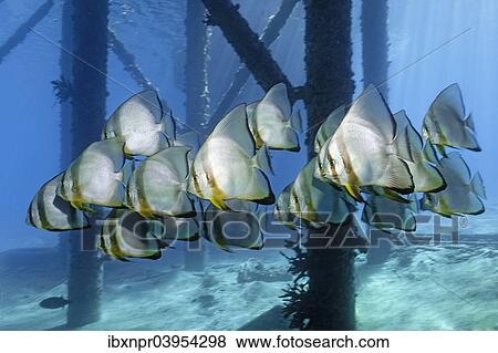 "School of Teira Batfish (Platax teira) under jetty, Makadi Bay, Red Sea, Hurghada, Egypt, Africa" View Large Photo Image Stock Photo - "School of Teira Batfish (Platax teira) under jetty, Makadi Bay, Red Sea, Hurghada, Egypt, Africa". Fotosearch