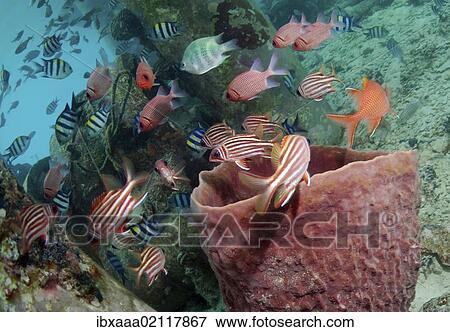 Stock Photo - "School of tropical fishes, Redang Island, Malaysia, Southeast Asia, Asia". Fotosearch