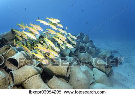 "School of Yellowfin goatfish (Mulloides vanicolensis) over amphora, Makadi Bay, Red Sea, Hurghada, Egypt, Africa" View Large Photo Image Stock Photography - "School of Yellowfin goatfish (Mulloides vanicolensis) over amphora, Makadi Bay, Red Sea, Hurghada, Egypt, Africa". Fotosearch