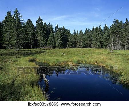 "Schuetenbergmoor, moor with bog, Schutzenbergmoor Nature Reserve, Oberhof, Thuringia, Germany, Europe" View Large Photo Image Stock Image - "Schuetenbergmoor, moor with bog, Schutzenbergmoor Nature Reserve, Oberhof, Thuringia, Germany, Europe". Fotosearch