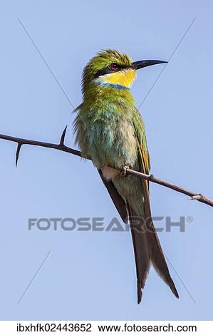 Stock Image - "Schwalbenschwanzspint (Merops hirundineus), Otjinene, Namibia, Africa". Fotosearch