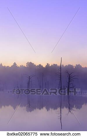 "Schwenninger Moos Nature Reserve, source of the Neckar river, Villingen-Schwenningen, Black Forest, Baden-Wuerttemberg, Germany, Europe" View Large Photo Image Stock Photography - "Schwenninger Moos Nature Reserve, source of the Neckar river, Villingen-Schwenningen, Black Forest, Baden-Wuerttemberg, Germany, Europe". Fotosearch