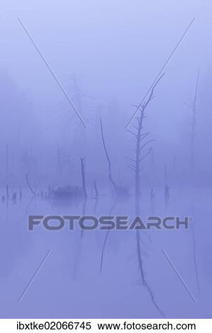 "Schwenninger Moos Nature Reserve, source of the Neckar River, Villingen-Schwenningen, Black Forest, Baden-Wuerttemberg, Germany, Europe" View Large Photo Image Stock Photography - "Schwenninger Moos Nature Reserve, source of the Neckar River, Villingen-Schwenningen, Black Forest, Baden-Wuerttemberg, Germany, Europe". Fotosearch