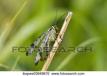 "Scorpion Fly (Panorpa communis), male, on dead plant stalk, South Wales, United Kingdom, Europe" View Large Photo Image Stock Image - "Scorpion Fly (Panorpa communis), male, on dead plant stalk, South Wales, United Kingdom, Europe". Fotosearch