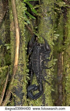 Stock Image - "Scorpion genus Tityus, Buthidae family, Tambopata National Reserve, Madre de Dios region, Peru, South America". Fotosearch