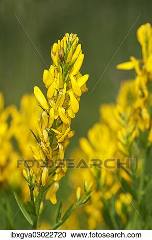 "Scotch Broom (Cytisus scoparius), Kaiserstuhl, Baden-Wurttemberg, Germany, Europe" View Large Photo Image Stock Image - "Scotch Broom (Cytisus scoparius), Kaiserstuhl, Baden-Wurttemberg, Germany, Europe". Fotosearch
