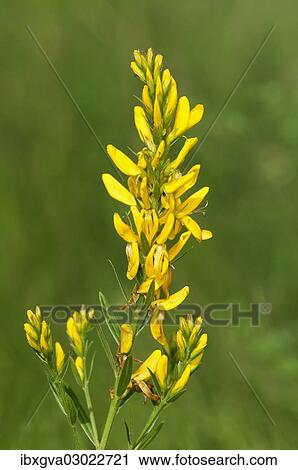 "Scotch Broom (Cytisus scoparius), Kaiserstuhl, Baden-Wurttemberg, Germany, Europe" View Large Photo Image Stock Image - "Scotch Broom (Cytisus scoparius), Kaiserstuhl, Baden-Wurttemberg, Germany, Europe". Fotosearch