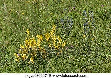 "Scotch Broom (Cytisus scoparius), Kaiserstuhl, Baden-Wurttemberg, Germany, Europe" View Large Photo Image Stock Photo - "Scotch Broom (Cytisus scoparius), Kaiserstuhl, Baden-Wurttemberg, Germany, Europe". Fotosearch