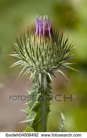 Scotch Thistle (Onopordum acanthium) View Large Photo Image Stock Image - Scotch Thistle (Onopordum acanthium). Fotosearch