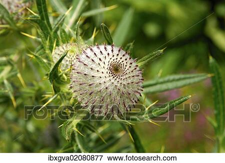 "Scotch Thistle or Cotton Thistle (Onopordum acanthium), Switzerland, Europe" View Large Photo Image Stock Photo - "Scotch Thistle or Cotton Thistle (Onopordum acanthium), Switzerland, Europe". Fotosearch
