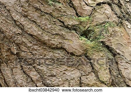 Stock Image - "Scots Pine (Pinus sylvestris), bark, North Rhine-Westphalia, Germany, Europe". Fotosearch