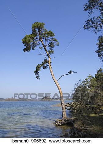 "Scots pine (Pinus sylvestris), Lake Grosser Ostersee, Osterseen Lakes, Iffeldorf, Fuenfseenland area, Upper Bavaria, Bavaria, Germany, Europe" View Large Photo Image Stock Image - "Scots pine (Pinus sylvestris), Lake Grosser Ostersee, Osterseen Lakes, Iffeldorf, Fuenfseenland area, Upper Bavaria, Bavaria, Germany, Europe". Fotosearch