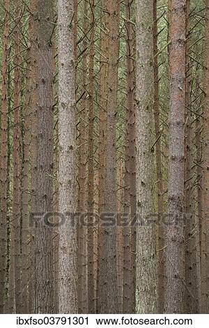"Scots pine (Pinus sylvestris), pine monoculture, Holzacker, Darss, Western Pomerania Lagoon Area National Park, Mecklenburg-Vorpommern, Germany, Europe" View Large Photo Image Stock Image - "Scots pine (Pinus sylvestris), pine monoculture, Holzacker, Darss, Western Pomerania Lagoon Area National Park, Mecklenburg-Vorpommern, Germany, Europe". Fotosearch