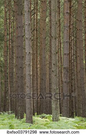 "Scots pine (Pinus sylvestris), pine monoculture, Holzacker, Darss, Western Pomerania Lagoon Area National Park, Mecklenburg-Vorpommern, Germany, Europe" View Large Photo Image Stock Photo - "Scots pine (Pinus sylvestris), pine monoculture, Holzacker, Darss, Western Pomerania Lagoon Area National Park, Mecklenburg-Vorpommern, Germany, Europe". Fotosearch