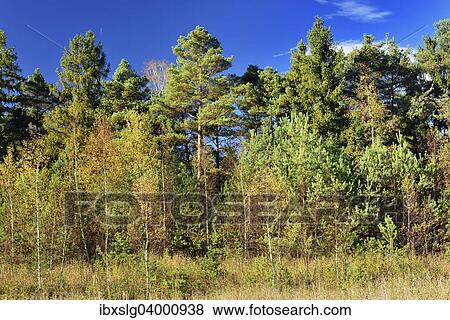"Scots Pines (Pinus sylvestris) and Downy Birches (Betual pubescens) at Grundbeckenmoor, peat bog relic from the Wurm glacial period, Koller Filze near Raubling, Bavaria, Germany, Europe" View Large Photo Image Stock Photo - "Scots Pines (Pinus sylvestris) and Downy Birches (Betual pubescens) at Grundbeckenmoor, peat bog relic from the Wurm glacial period, Koller Filze near Raubling, Bavaria, Germany, Europe". Fotosearch