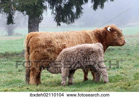 "Scottish Highland cattle (Bos primigenius f. taurus) suckling calf, Allgaeu, Bavaria, Germany, Europe" View Large Photo Image Picture - "Scottish Highland cattle (Bos primigenius f. taurus) suckling calf, Allgaeu, Bavaria, Germany, Europe". Fotosearch