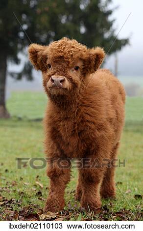 "Scottish Highland cattle (Bos primigenius f. taurus) calf, Allgaeu, Bavaria, Germany, Europe" View Large Photo Image Stock Image - "Scottish Highland cattle (Bos primigenius f. taurus) calf, Allgaeu, Bavaria, Germany, Europe". Fotosearch