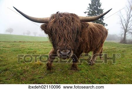 "Scottish Highland cattle (Bos primigenius f. taurus), Allgaeu, Bavaria, Germany, Europe" View Large Photo Image Stock Photograph - "Scottish Highland cattle (Bos primigenius f. taurus), Allgaeu, Bavaria, Germany, Europe". Fotosearch