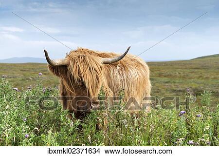 "Scottish Highland Cattle or Kyloe grazing on thistle flowers, northern Scotland, Scotland, United Kingdom, Europe" View Large Photo Image Picture - "Scottish Highland Cattle or Kyloe grazing on thistle flowers, northern Scotland, Scotland, United Kingdom, Europe". Fotosearch