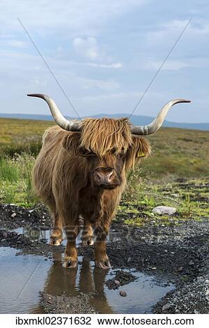 "Scottish Highland Cattle or Kyloe, northern Scotland, Scotland, United Kingdom, Europe" View Large Photo Image Stock Image - "Scottish Highland Cattle or Kyloe, northern Scotland, Scotland, United Kingdom, Europe". Fotosearch